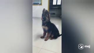 gsd female puppy available low budget