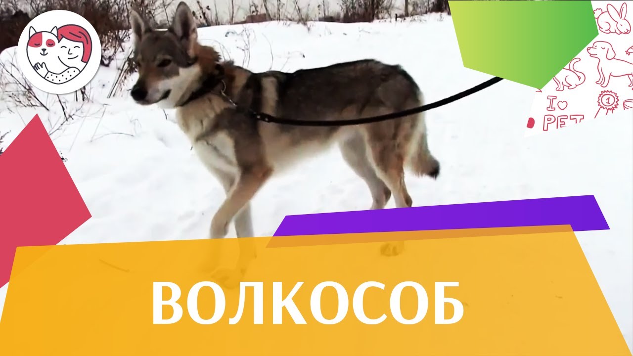 Чехословацкая волчья собака Волчак ч 1 на ilikePet