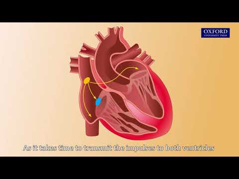 Animation E1, 3.1 Initiation of heart beat
