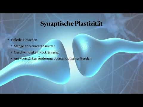 Lernen auf neuronaler Ebene