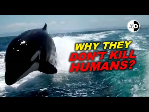 Why Don't Orcas Attack Humans?