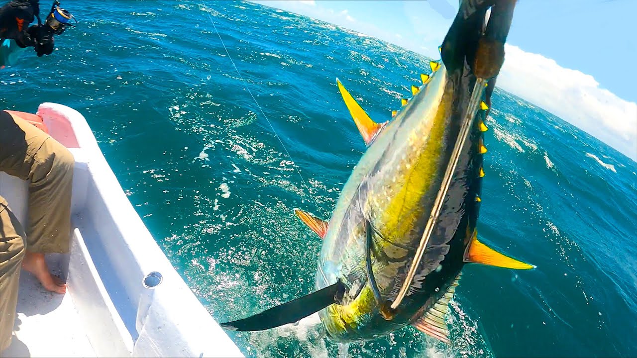 CATCH & COOK: Yellowfin Tuna Fishing in Panama Field Trips with Robert Field
