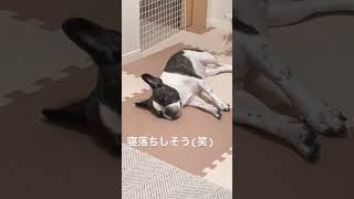 寝落ちしそうなワンコ🐶 #フレンチブルドッグ #寝落ち  #vlog #frenchie #shorts 　　　　　"Sleepy dog"