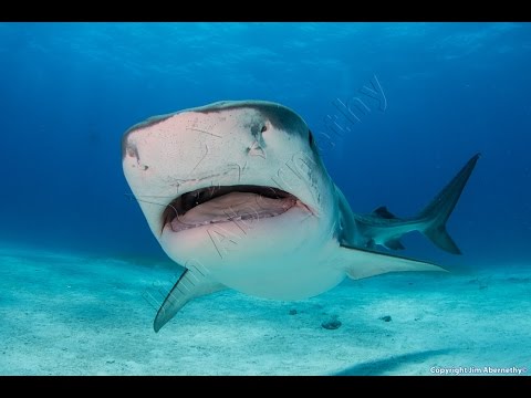 150123 Ultimate Shark Expedition Trip Video