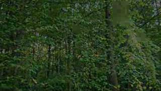 Cruachan - Butterfly