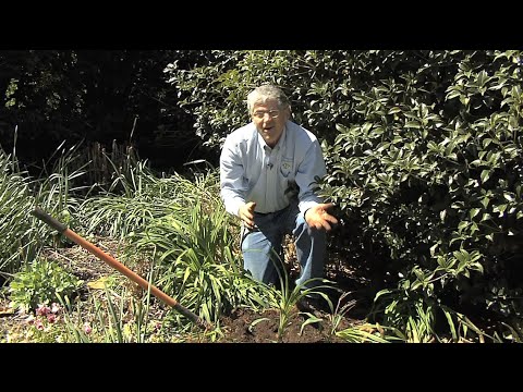 Walter Reeves – Growing and Caring For Daylilies