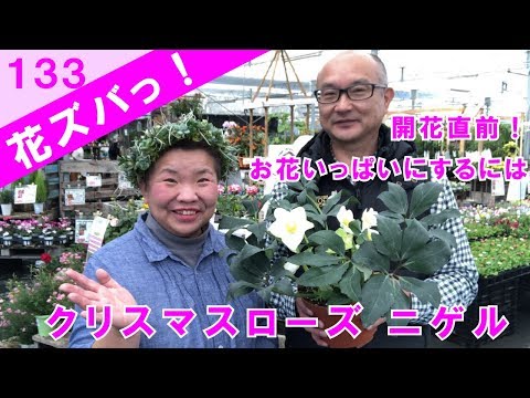 クリスマス ローズ ヘレボルス 植物 花 屋内