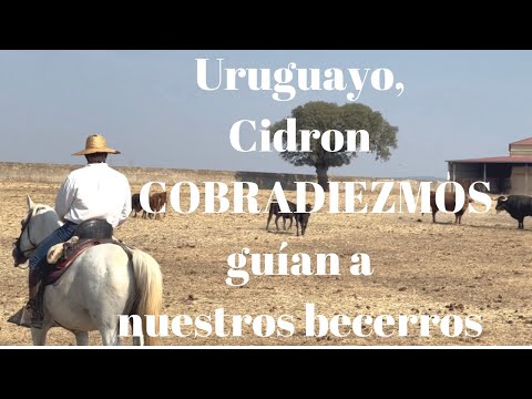 Uruguayo, Cidron y COBRADIEZMOS GUÍAN a nuestros BECERROS