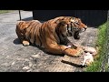 Alcyone, A Siberian Tiger, Growling At A Caretaker (Not At Me)...