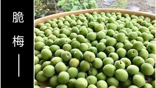 [問題] 請問青梅哪裡有賣？