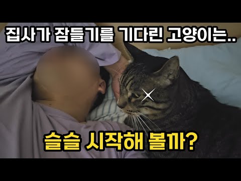 집사의 장난에 짜증난 고양이가 잠든 사이에 복수를?!