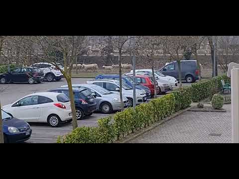 Transumanza Pecore, Cavalli, Muli, Asini e Cani da Pastore - Dolo