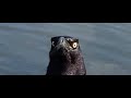 The Grackle - Please Don't Hate the Grackle - Arizona