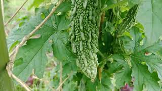 কৃষি জমির নতুন ফসল