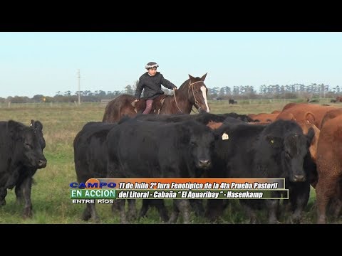 Angus - 2°Jura Fenotípica de la 4ta Prueba Pastoril del Litoral - Martin y Mario Sieber