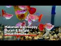 Makanan Ikan Guppy Murah Bergizi Untuk Pemula