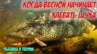 Время клева щуки май