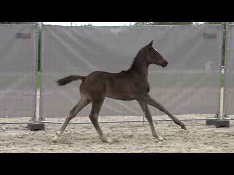 Jockwitz, Total McLaren World Cup I Akzent II