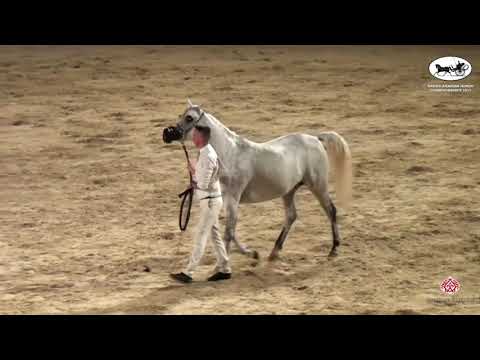 N 92 KONOUZ AR   Rabab Arabian Horse Championships   Mares 4 6 Years Old Class 4B