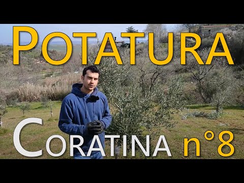 Potatura Olivo Giovane - n°8, 2022 - Varietà Coratina