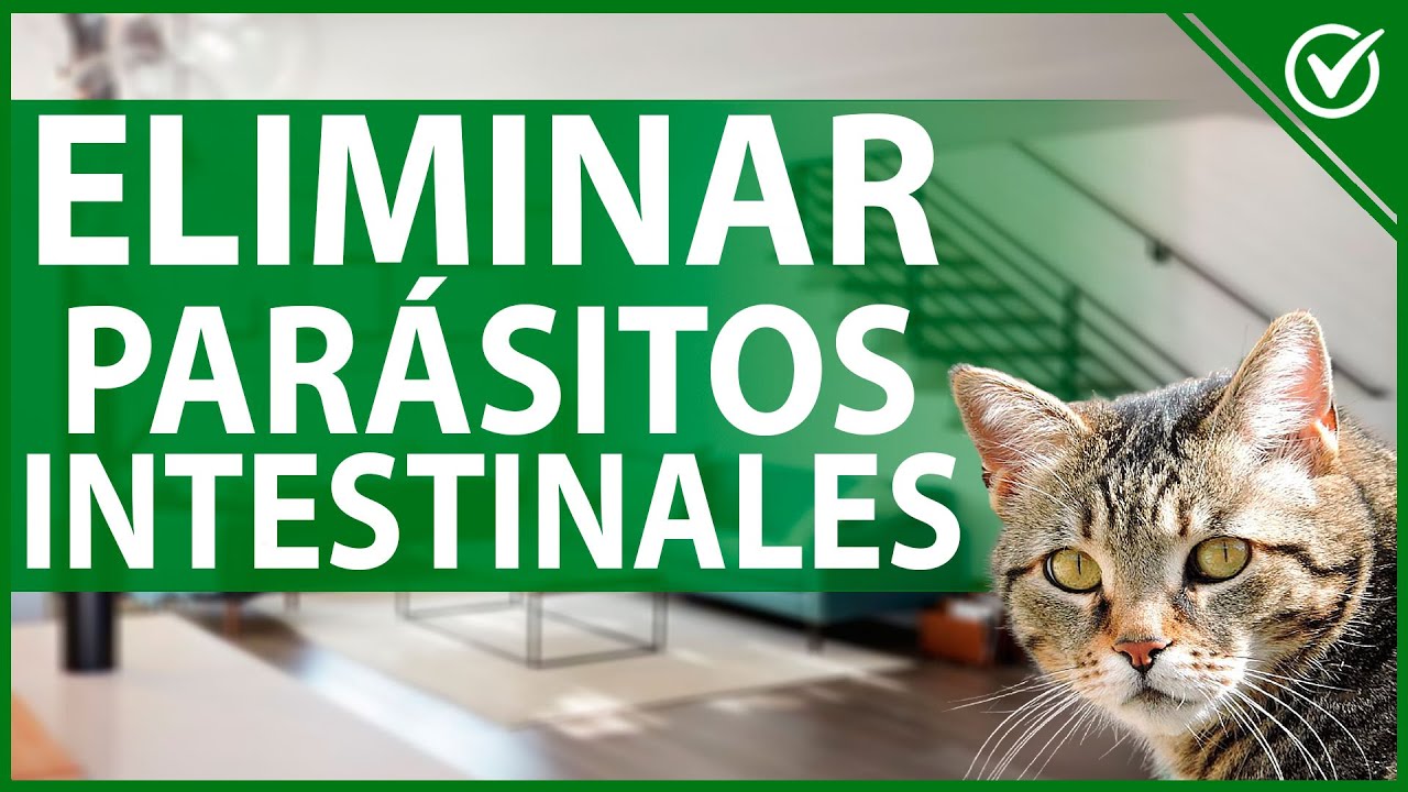 🐱 Cómo Eliminar Parásitos Intestinales de mi Gato - Remedios Caseros Efectivos 🐱