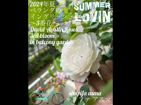 イングリッシュローズ「エイブラハム・ダービー」 植物