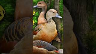 Download lagu Suara Pikat Burung Belibis. SuaraTunggal Ampuh Untuk Panggil Burung Yang Lagi Terbang Langsung Turun mp3