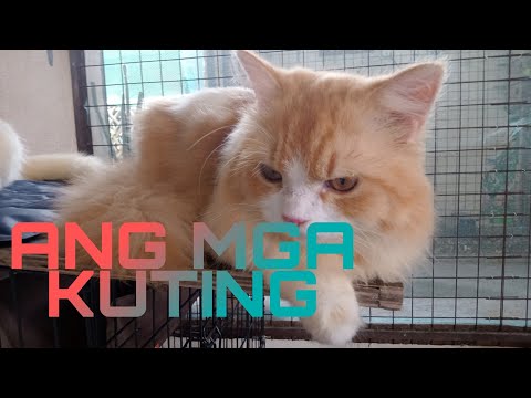 ANG MGA ALAGA NAMING PERSIAN CAT 😺