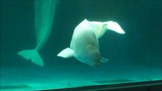 preview picture of video 'ベルーガ・シロイルカ （Beluga・White whale）　鴨川シーワールド1'