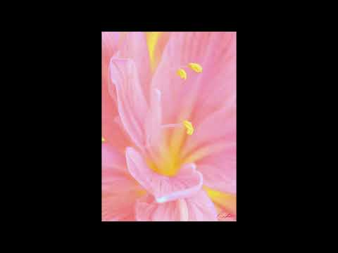 [WRP] anaiis - OPENHEARTED