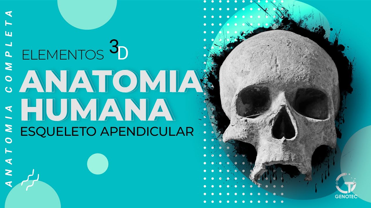 Anatomia Humana Completa - Esqueleto Apendicular Superior e Inferior