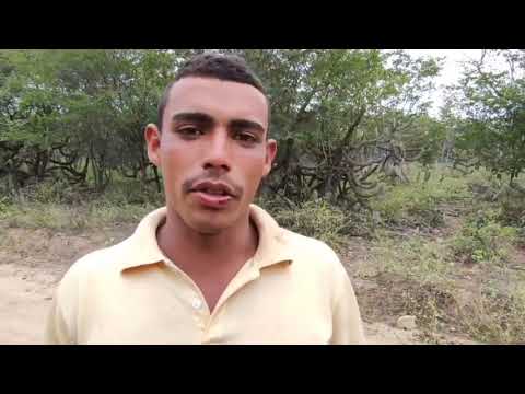 tuada por agressivo assunto nanã aboiador