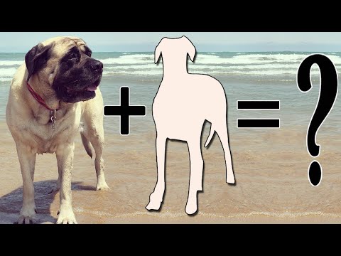 Top 7 Mastiff Cross Breeds | Mastiff mix breeds