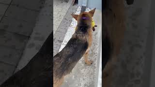 Video preview image #1 German Shepherd Dog Puppy For Sale in Lighthouse Point, FL, USA