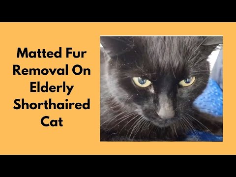 Matted Fur Removal On Elderly Shorthaired Cat