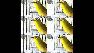 Download lagu Pleci Dakun Gacor Full Ngalas Nembak... mp3 Download lagu Pleci Dakun Gacor Full Ngalas Nembak... mp3