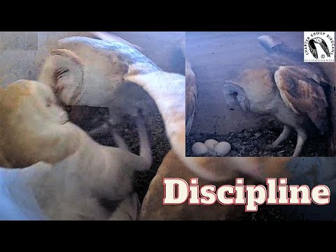 Tough Love: Female Barn Owl Disciplines Nestling After Laying Her Third Egg