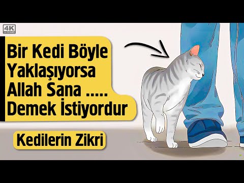 Bir Kedi Böyle Yaklaşıyorsa Allah Sana .... Demek İstiyordur - Kedilerin Zikri | Fatih Koyuncu