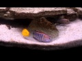Tropheops Chilumba spawning