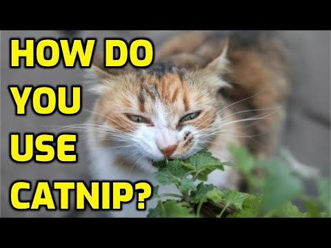 4 Different Ways To Give Cats Catnip