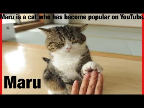A cat named maru who touches millions People heart and most famous cat on the internet@Mugumogu