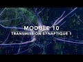 Neurotransmission : Étapes et mécanismes de la transmission synaptique expliqués