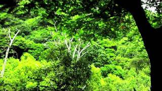 Love You More - Alexi Murdoch