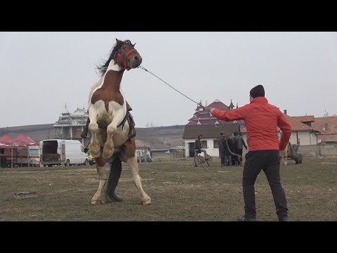 Armasar, Rasa Pinto - Fanate, Bihor 26 feb 2018