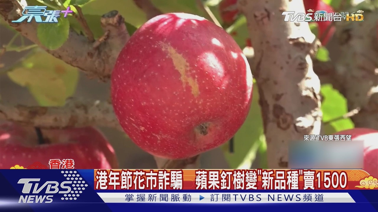 影音/香港年節花市詐騙 「蘋果樹」當盆栽賣1千5台幣