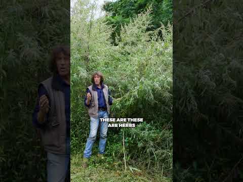 Chinese Mugwort: Permaculture Powerhouse & Medicine Plant