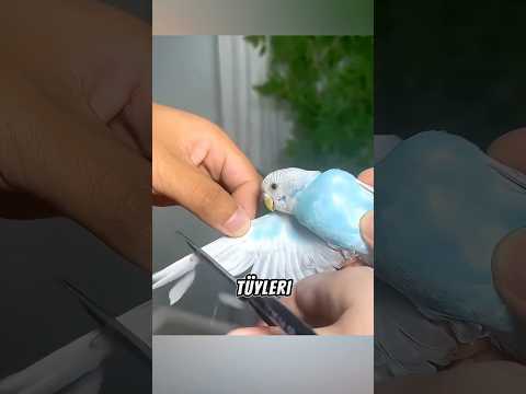 Papağan Kanadı Keserken Bu Hatayı Yapma! ⚠️🦜