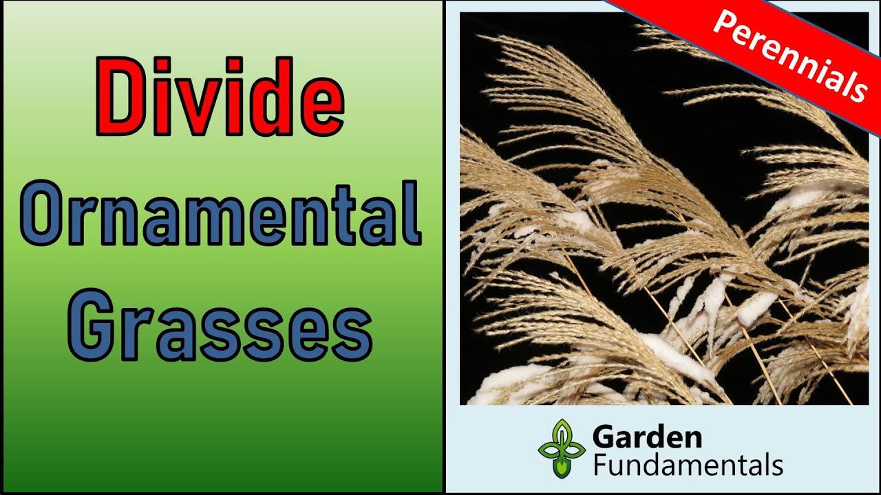 Dividing and Rejuvenating Ornamental Grasses 🌾🔥🌠 Dealing with a large Miscanthus clump