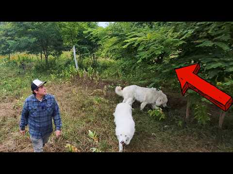 Finally Harvesting My Own Chestnuts After 8 Years of HARD WORK