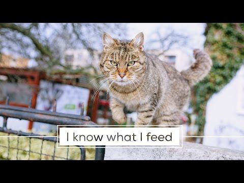 The Cat House - Trailer - Fitmin